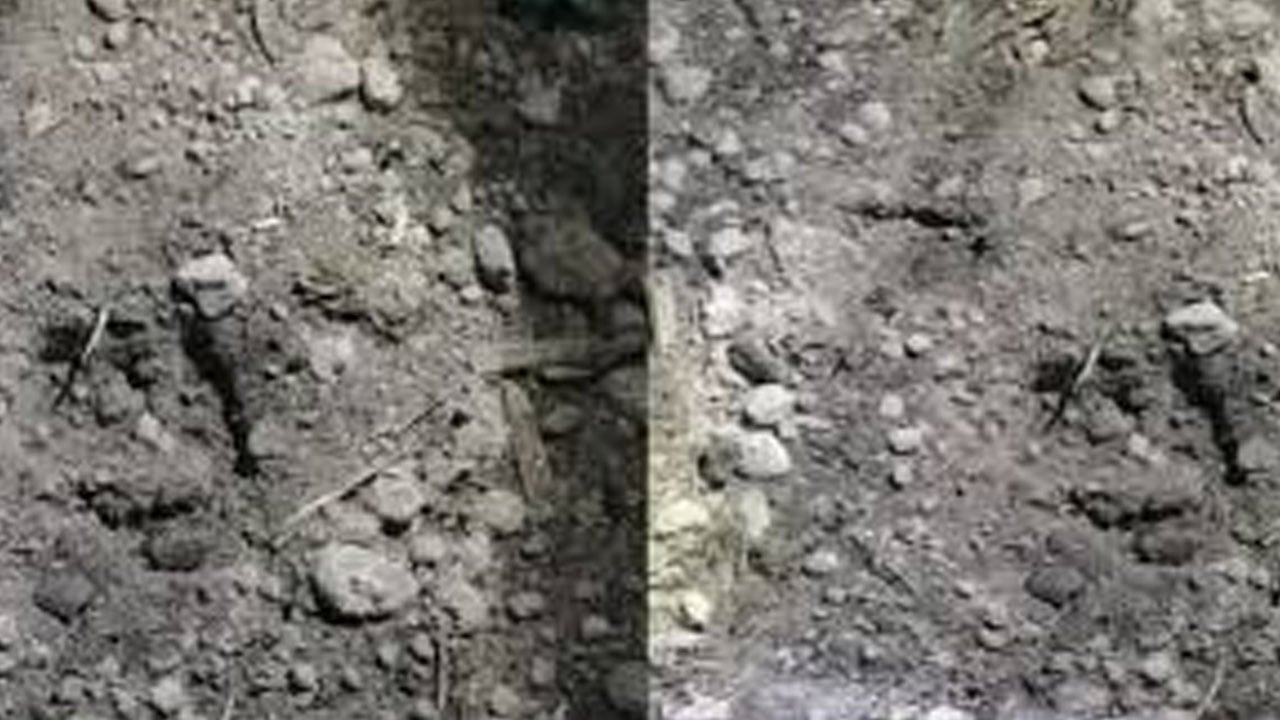 পাটগ্রাম সীমান্তে চিতাবাঘ আতঙ্ক, বিজিবির সতর্কবার্তা