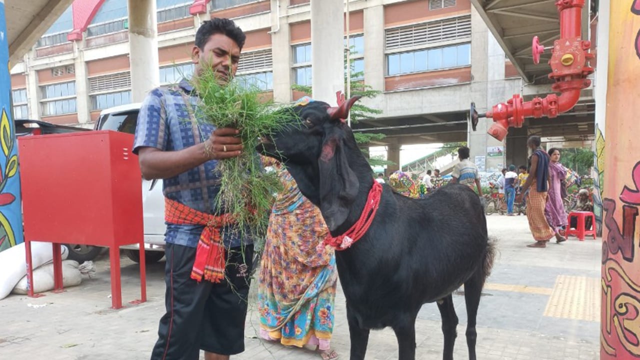দৌলতপুরের ‘ফাটাকেষ্ট’র দাম ৩ লাখ