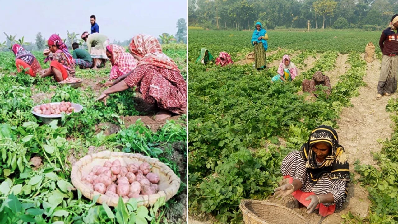 আগাম আলুর বেশি দাম, ফুলবাড়ীতে কৃষকের মুখে হাসি