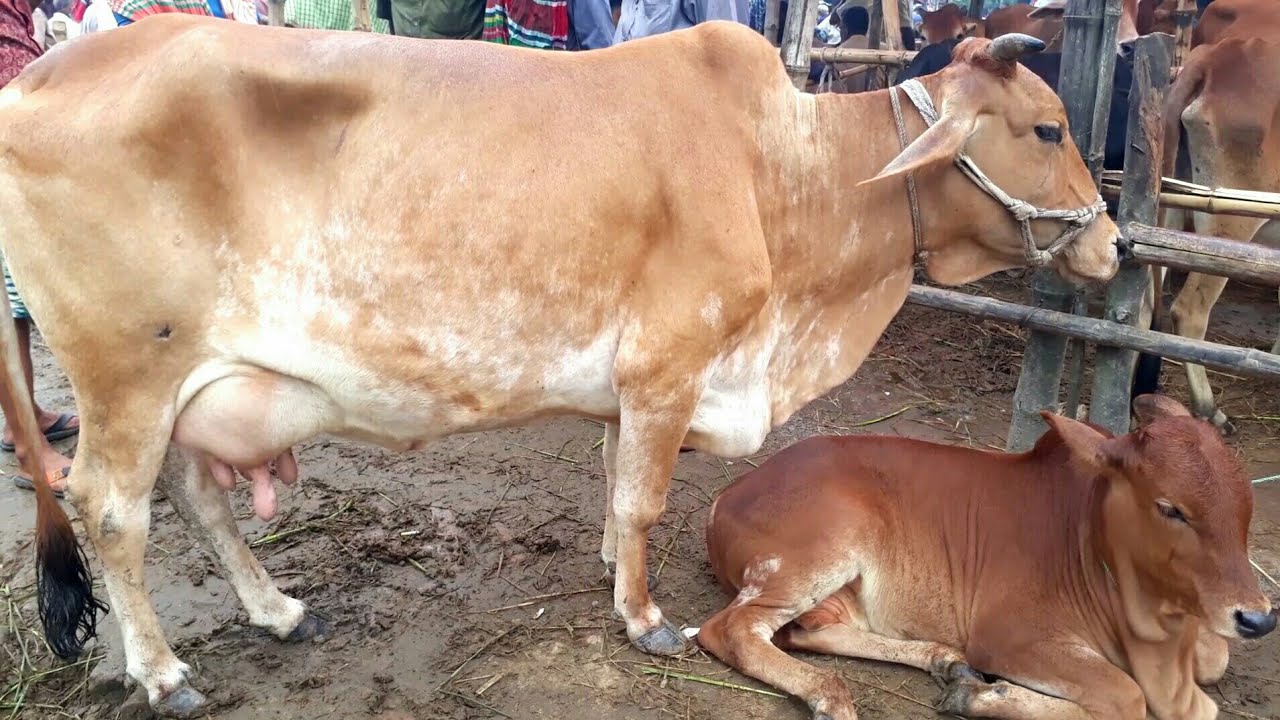 টাঙ্গাইলে বাছুরসহ দুই গাভী চুরি, আতঙ্কে খামারিরা