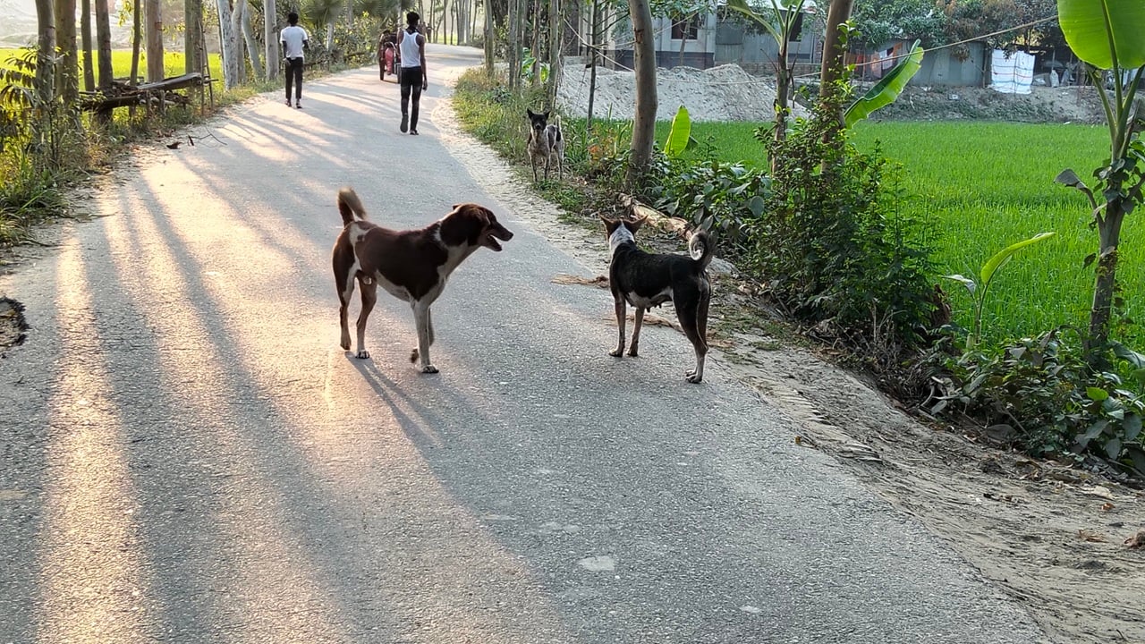 সাঘাটায় ১৫ দিনে কুকুরের কামড়ে আহত ৫০