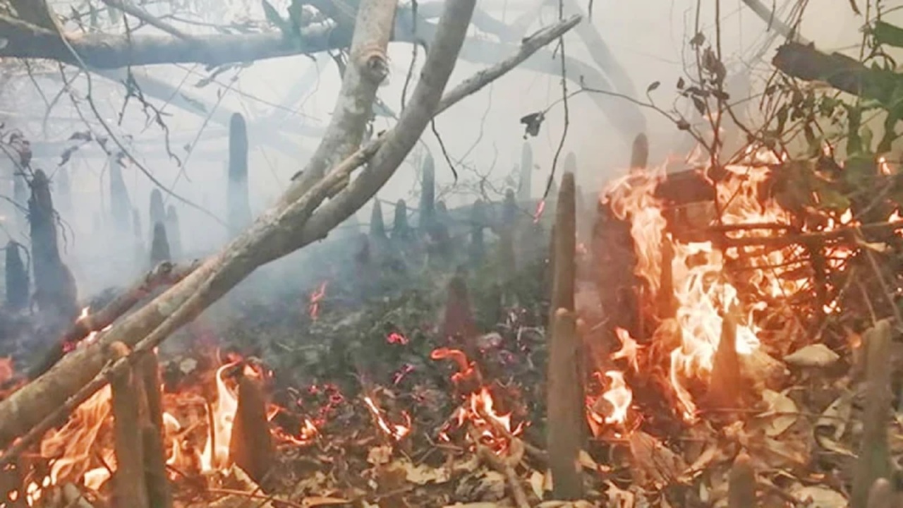 সুন্দরবনের আগুন নিয়ন্ত্রণে