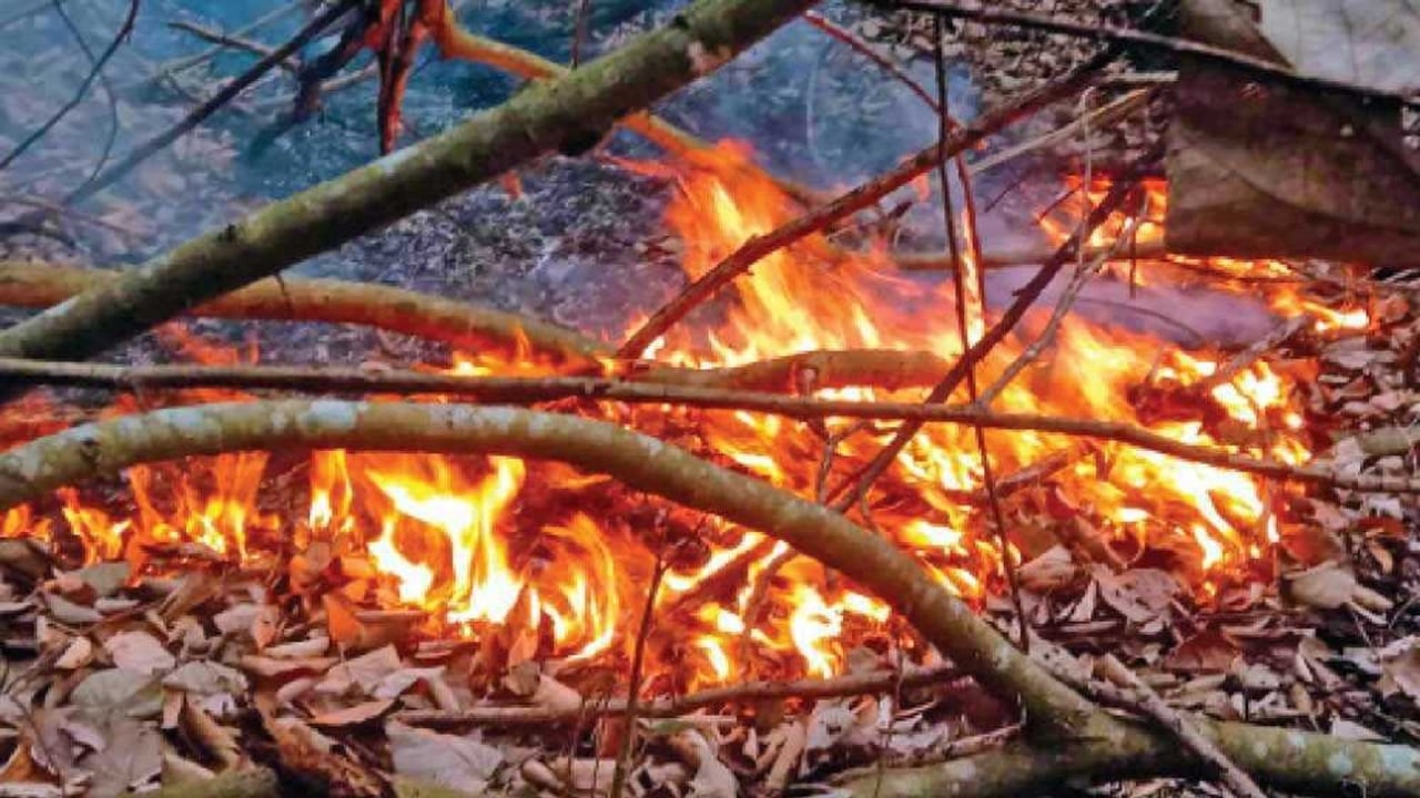 সুন্দরবনের গুলিশাখালীতেও আগুন, তৎপর কর্মকর্তা কর্মচারীরা