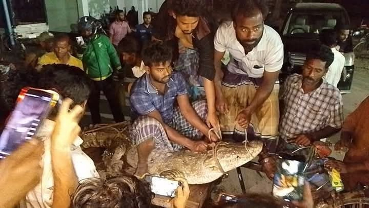 শৈলকূপায় ধরা পড়লো ১০ ফুট লম্বা কুমির