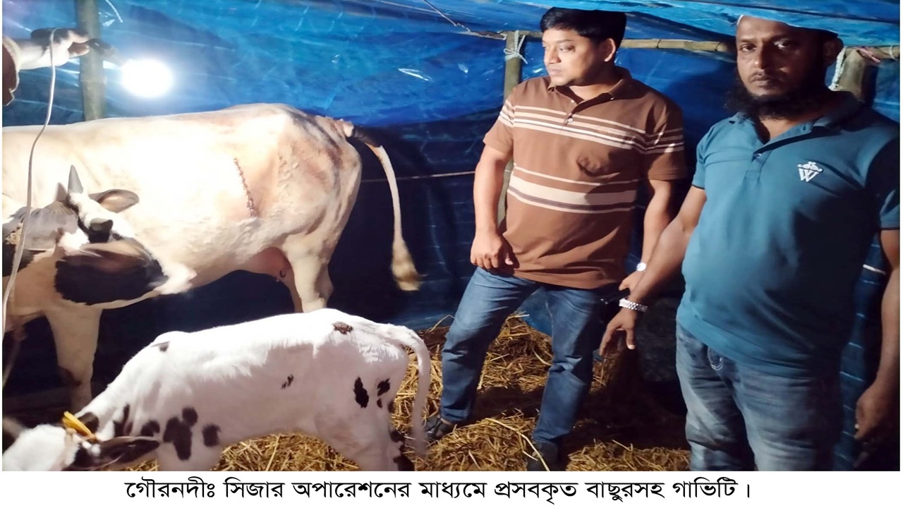 বরিশালে সিজারের মাধ্যমে বাছুর জন্ম দিলো গাভী