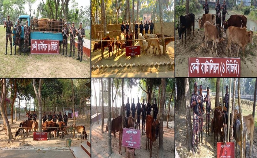 ফেনীতে অবৈধভাবে আনা ৪০ ভারতীয় গরু আটক