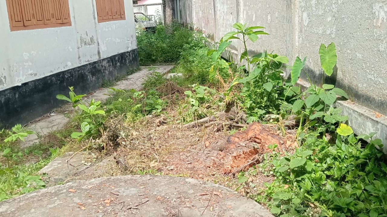 সরকারি গাছ কেটে ইউপি সদস্যের বাড়ির কাজে ব্যবহার