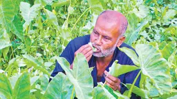 ২৬ বছর ধরে লতাপাতা খেয়ে জীবনযাপন