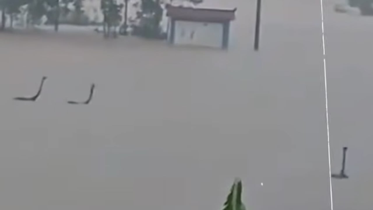 বন্যায় খামার থেকে পালিয়েছে শত শত সাপ, এলাকায় আতঙ্ক