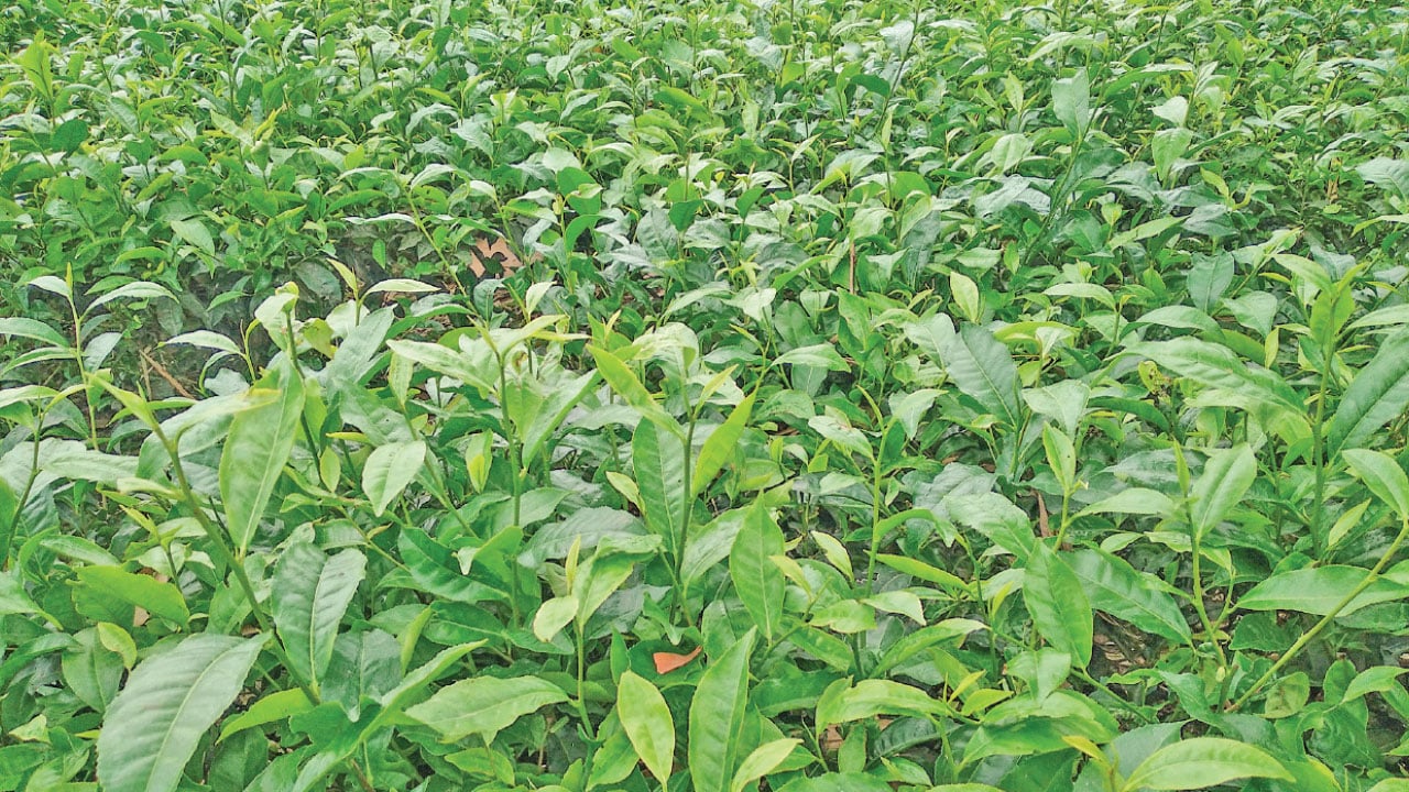 পঞ্চগড়ে চা বাগানে পোকার আক্রমণ, দিশাহারা চাষি