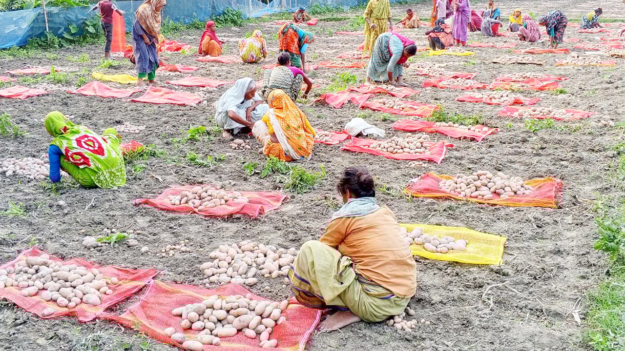 ফুলবাড়ীতে স্বাধীনতার ৫৫ বছরেও গড়ে ওঠেনি আলুর হিমাগার