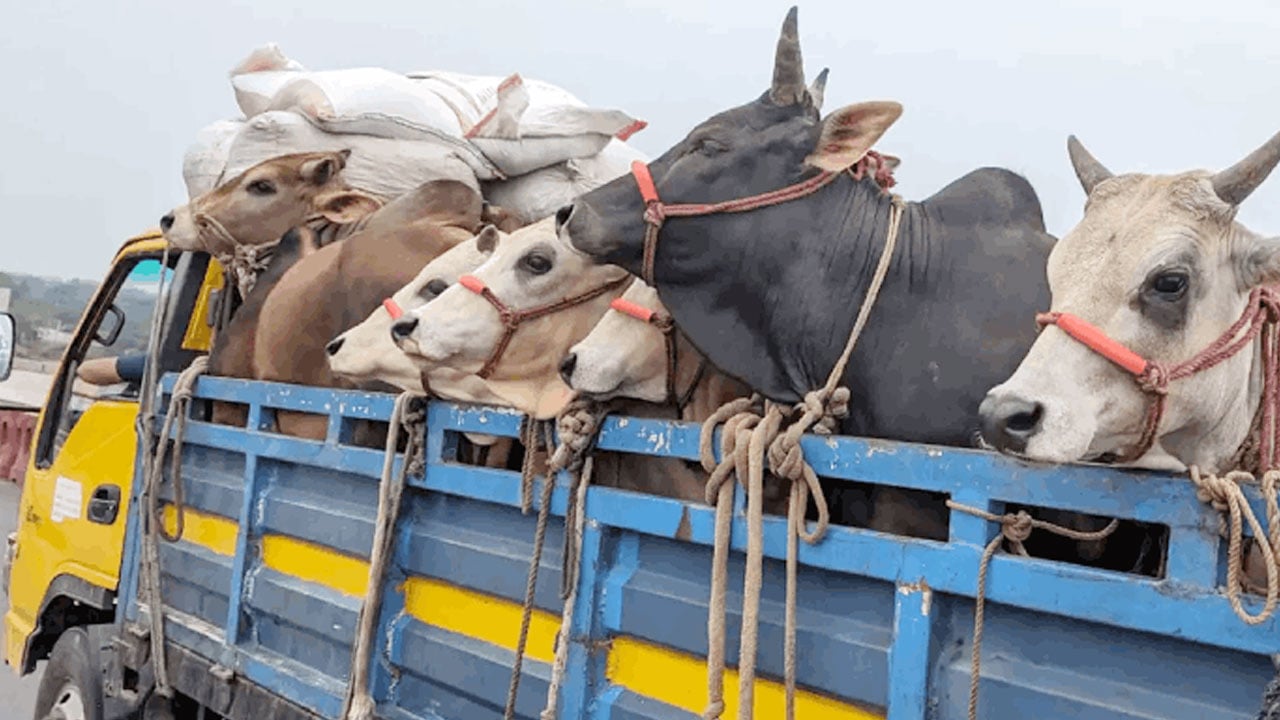 পশু পরিবহনে নিষ্ঠুরতা, আইন থাকলেও নেই বাস্তবায়ন