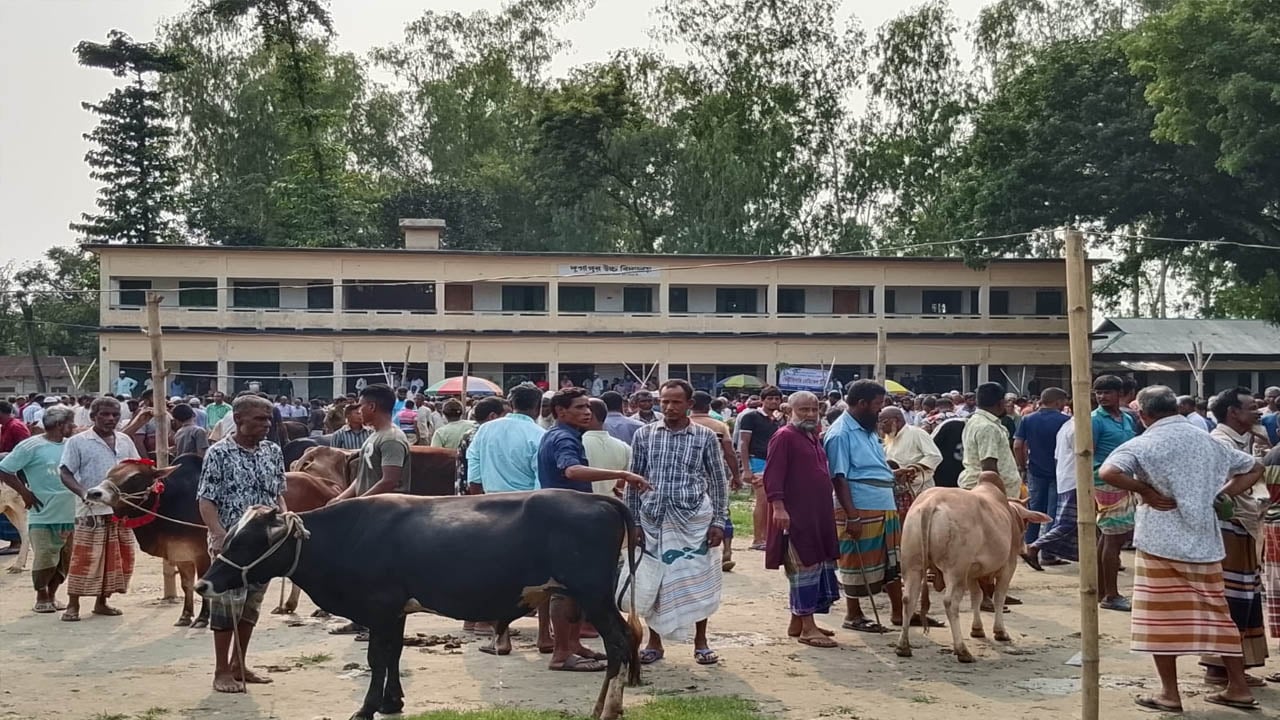 বিদ্যালয়ের মাঠে পশুর হাট