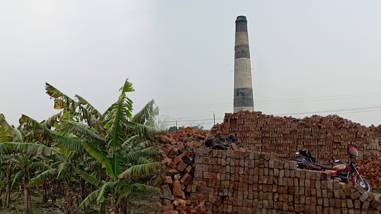 ইটভাটার তাপে পুড়ছে ফসল, বিপর্যস্ত কৃষকের স্বপ্ন