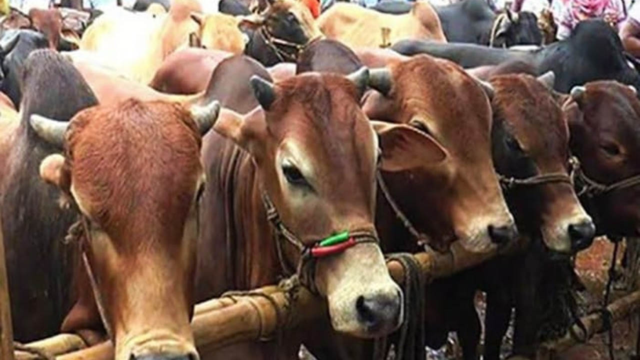 হোসেনপুরে কোরবানির জন্য প্রস্তুত সাড়ে ১১ হাজার পশু