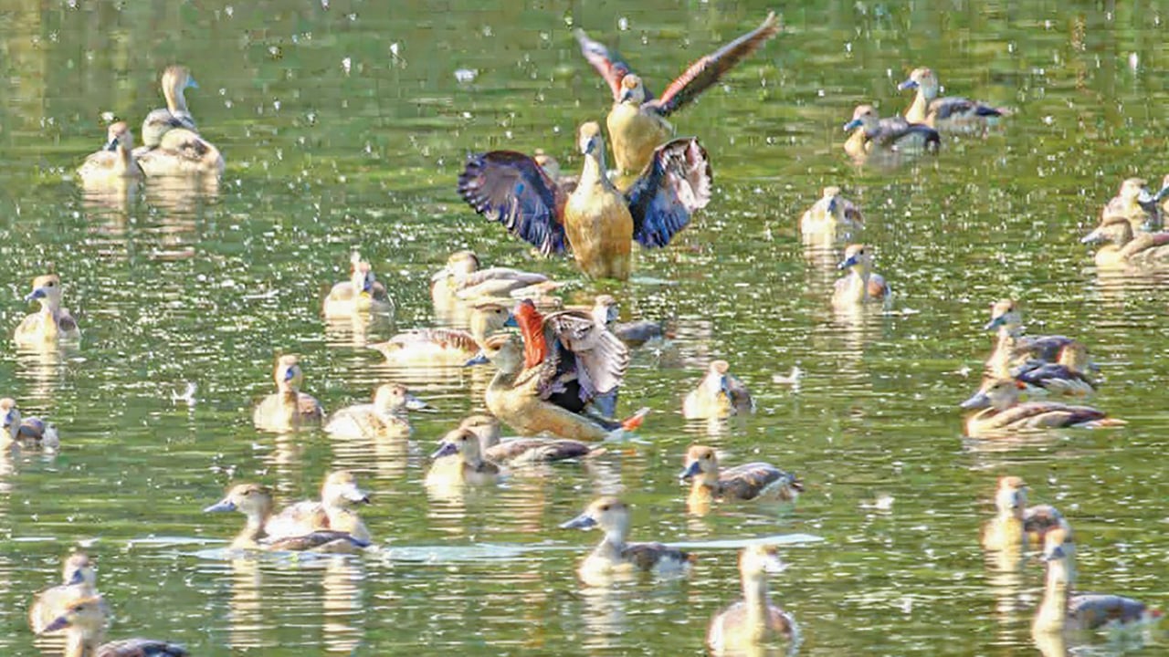 অতিথি পাখির আগমনে মুখর রাবি ক্যাম্পাস