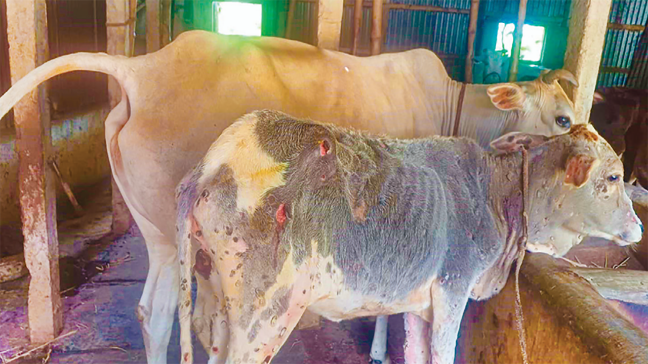 রাজবাড়ীতে ছড়িয়ে পড়েছে লাম্পি স্কিন