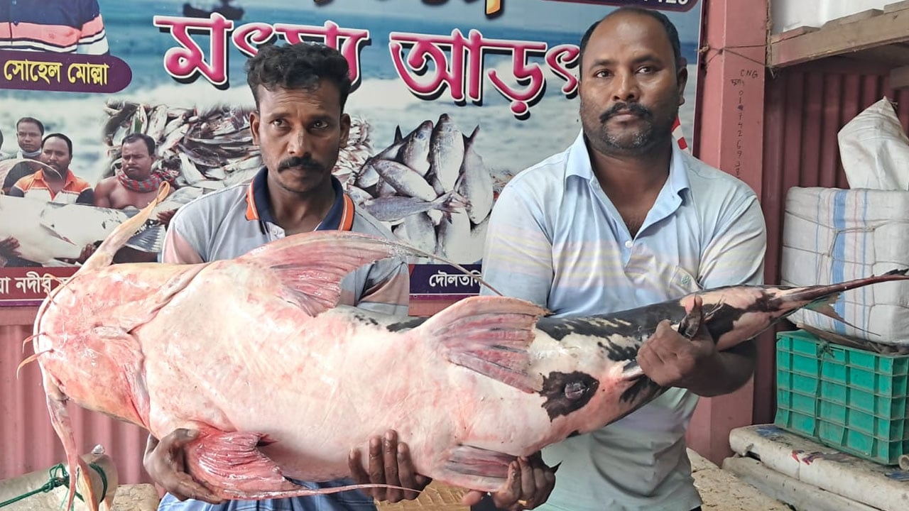 বিক্রির অপেক্ষায় পদ্মার ৩৭ কেজির বাগাইড়