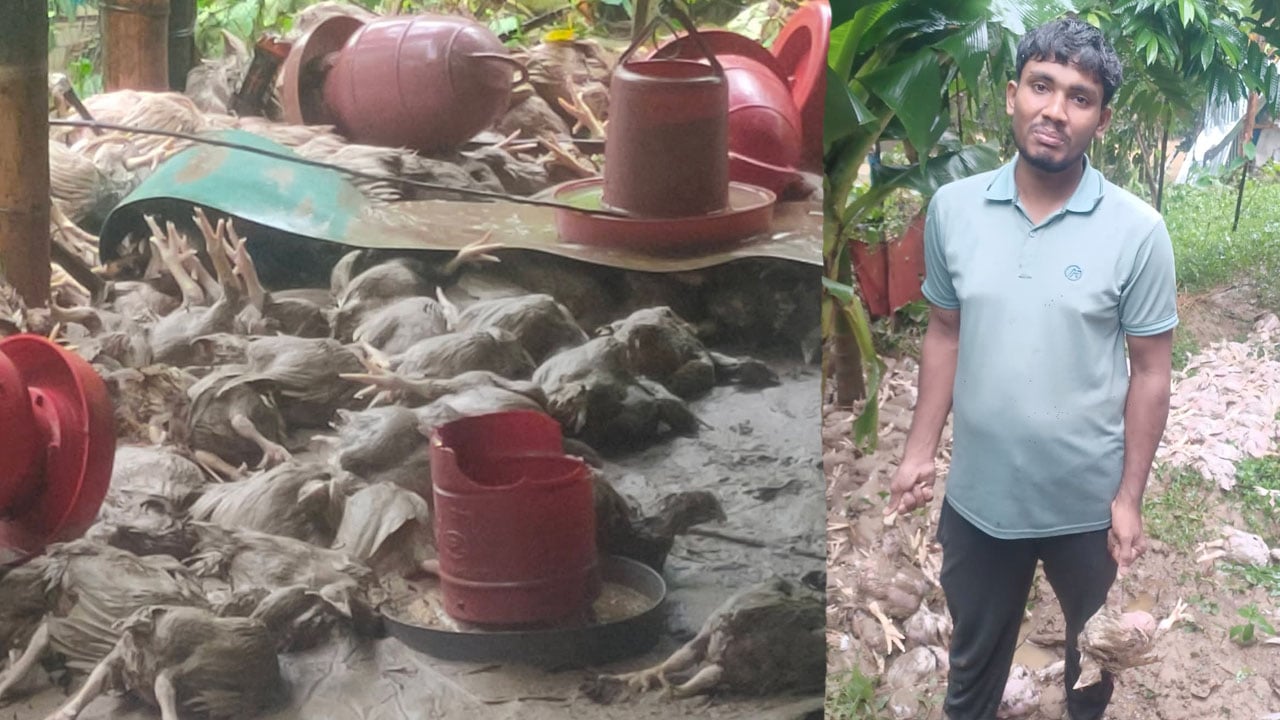 পাহাড়ি ঢলে পোল্ট্রি ফার্ম তলিয়ে স্বপ্নভঙ্গ তরুণ উদ্যোক্তার