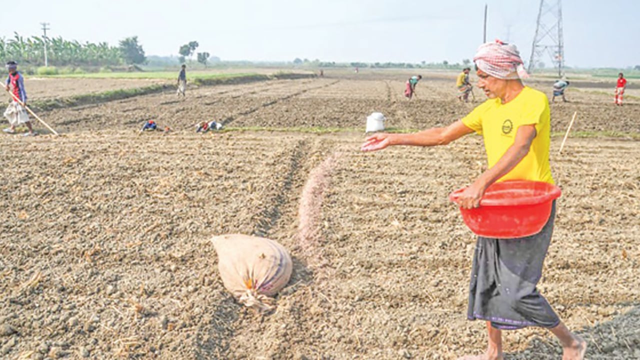 সার সংকটে রাজশাহীর ১৬ হাজার চাষি বিপাকে