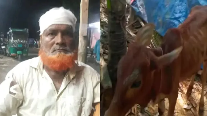 বিএনপি নেতার গোয়ালঘরে চুরি হওয়া গরু, কারণ দর্শানোর নোটিশ