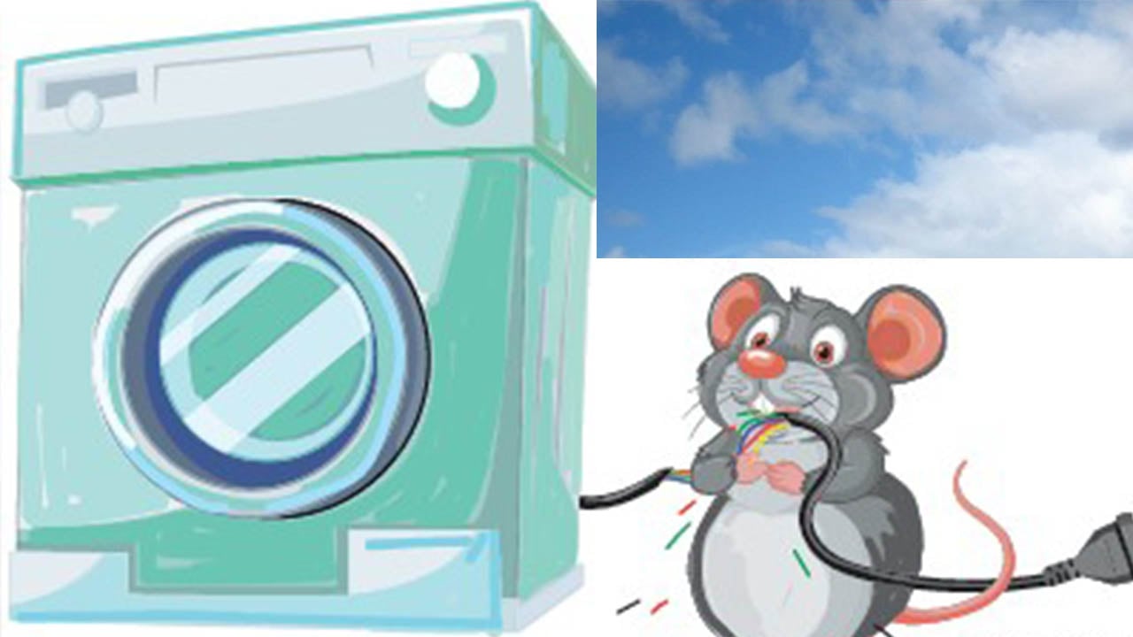 ইঁদুরের প্রতিশোধ