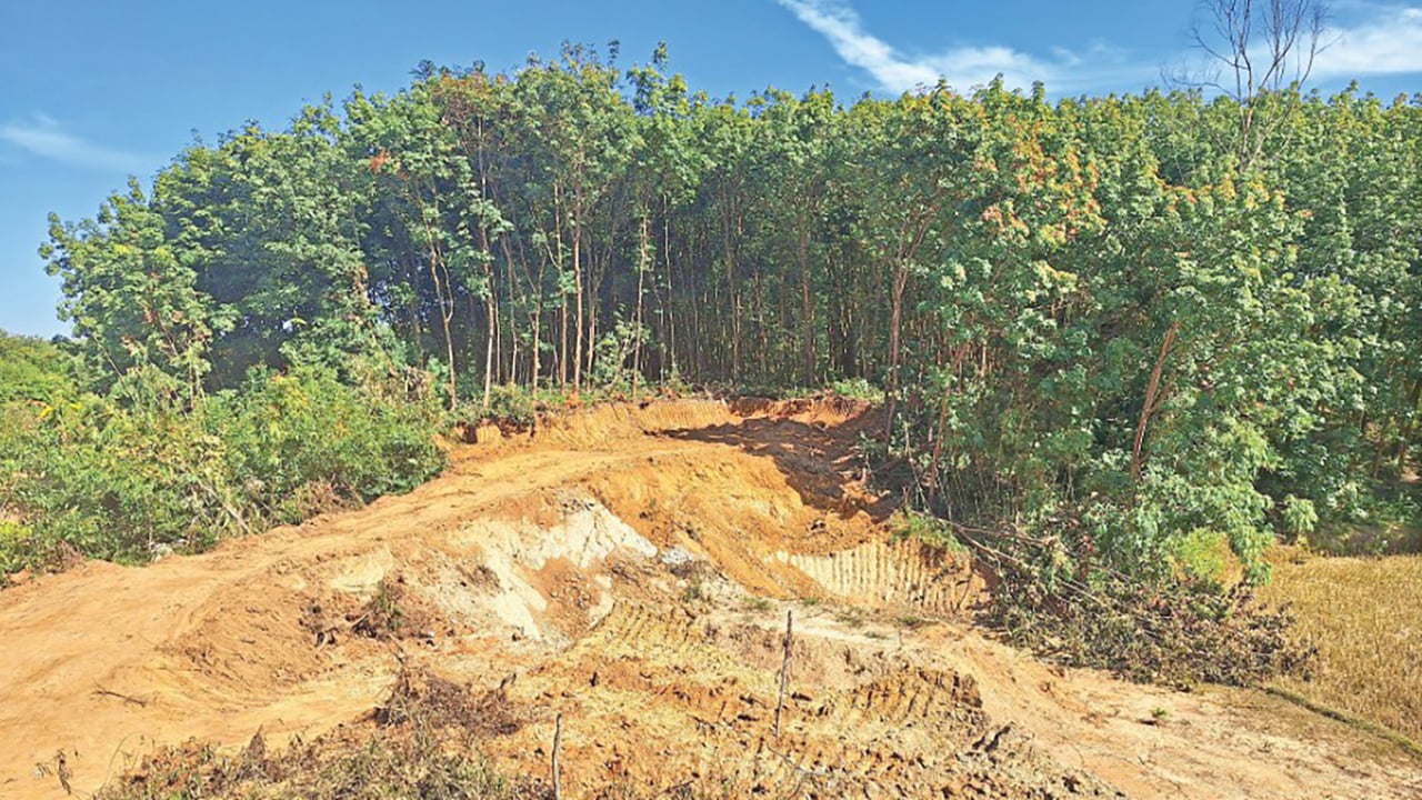 রাউজানে রাবার বাগানের গাছ কেটে সাবাড় করছে বালুখেকোরা