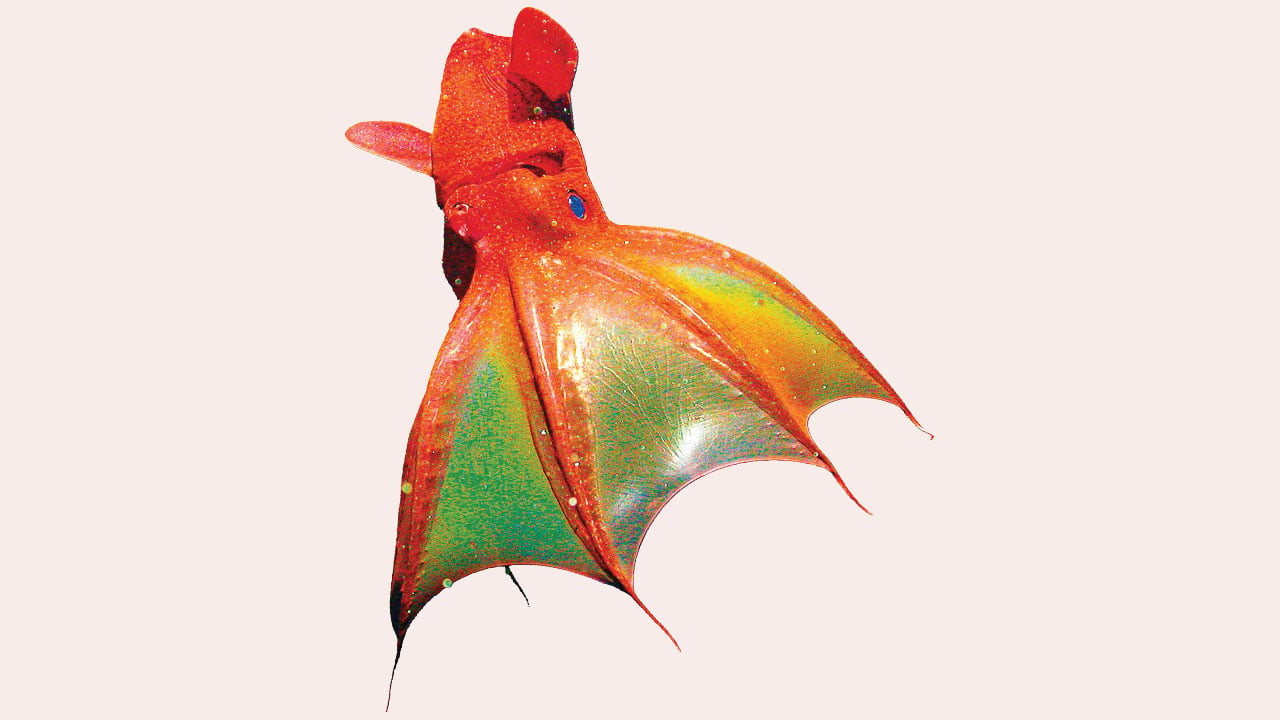 রহস্যময় ভ্যাম্পায়ার স্কুইড