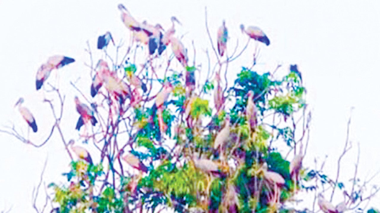 করবাড়িতে ভিড় বাড়ছে পাখিপ্রেমীদের