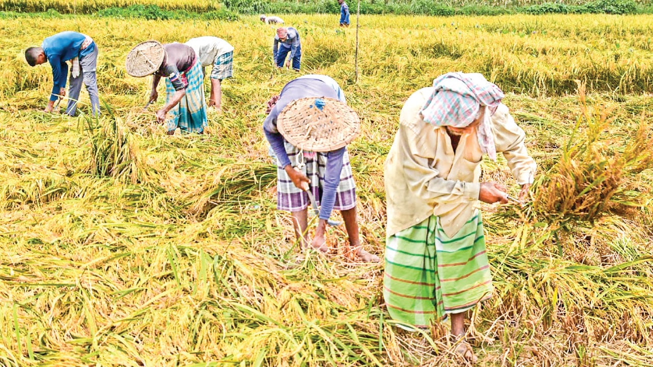 ধানের দাম কম, লোকসানের মুখে রাজশাহীর চাষিরা