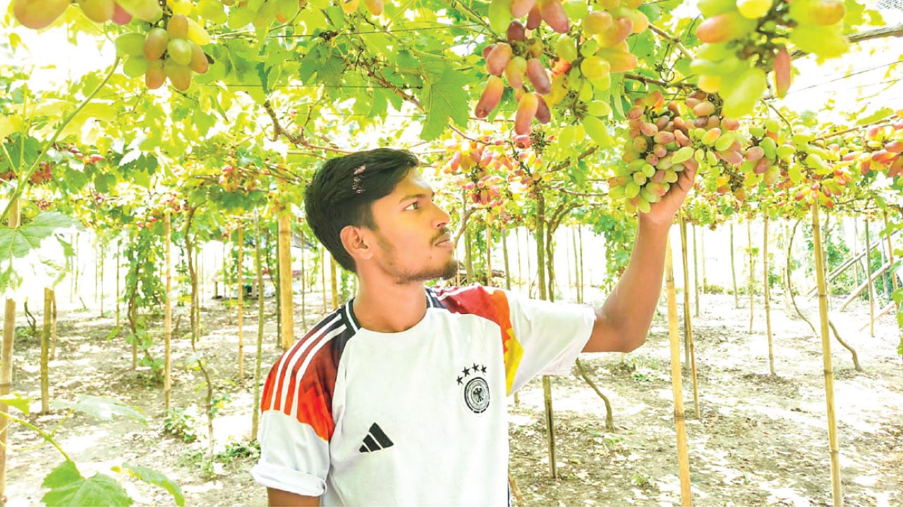 কালীগঞ্জে আঙুর চাষে কলেজ ছাত্রের সাফল্য