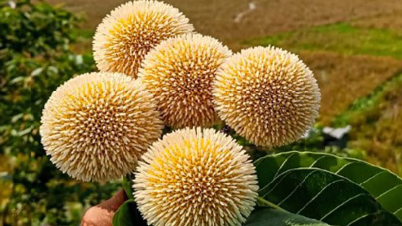 বর্ষার চার দূত