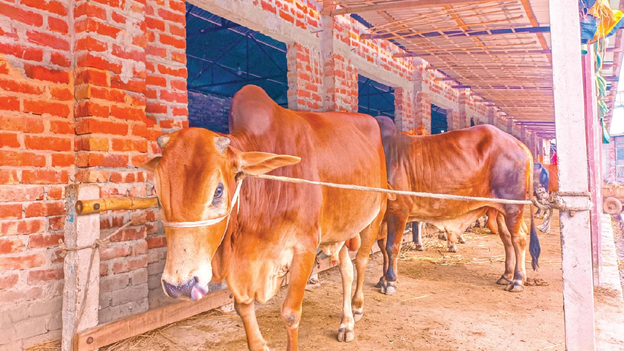 রংপুরে গরুর ব্যতিক্রমী ‘আবাসিক হোটেল’