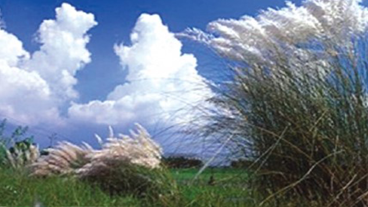 স্নিগ্ধ শরতের কোমল প্রকৃতি