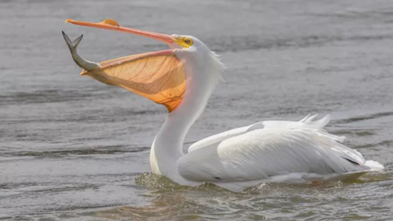 প্রকৃতির এক বিস্ময় : পেলিকান পাখি