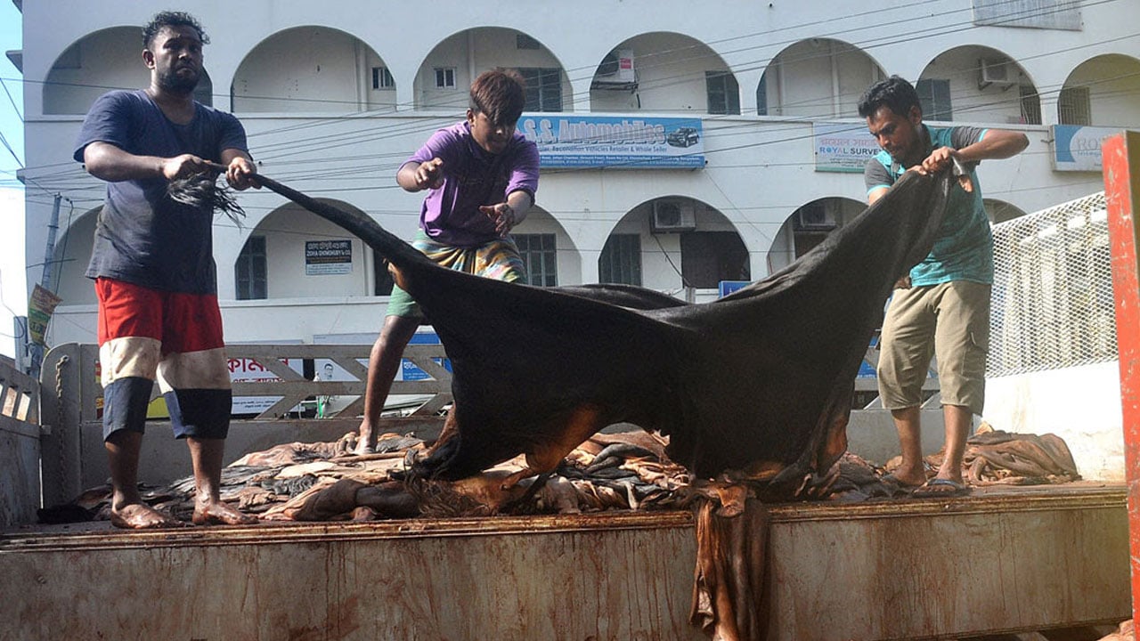 লবণ ছাড়া পশুর চামড়া সংরক্ষণে সাফল্য, খরচও কম