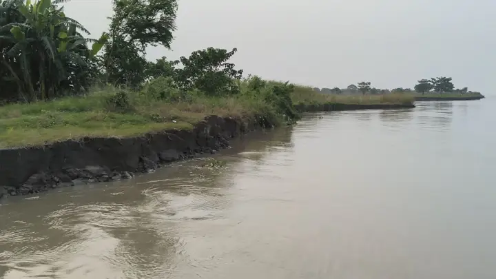 সদরপুরে ভয়াল পদ্মার ভাঙন, বিলীন হচ্ছে ফসলি জমি-বসতভিটা