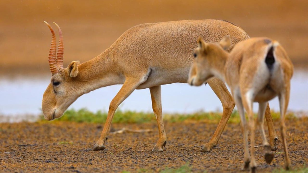 হারিয়ে যাচ্ছে সাইগা হরিণ
