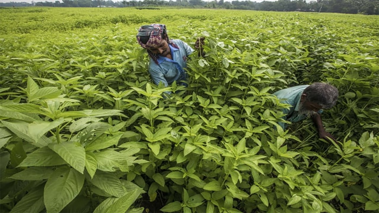 সালথায় প্রথমবার চাষিদের পাটবীজ চাষেই বাজিমাত