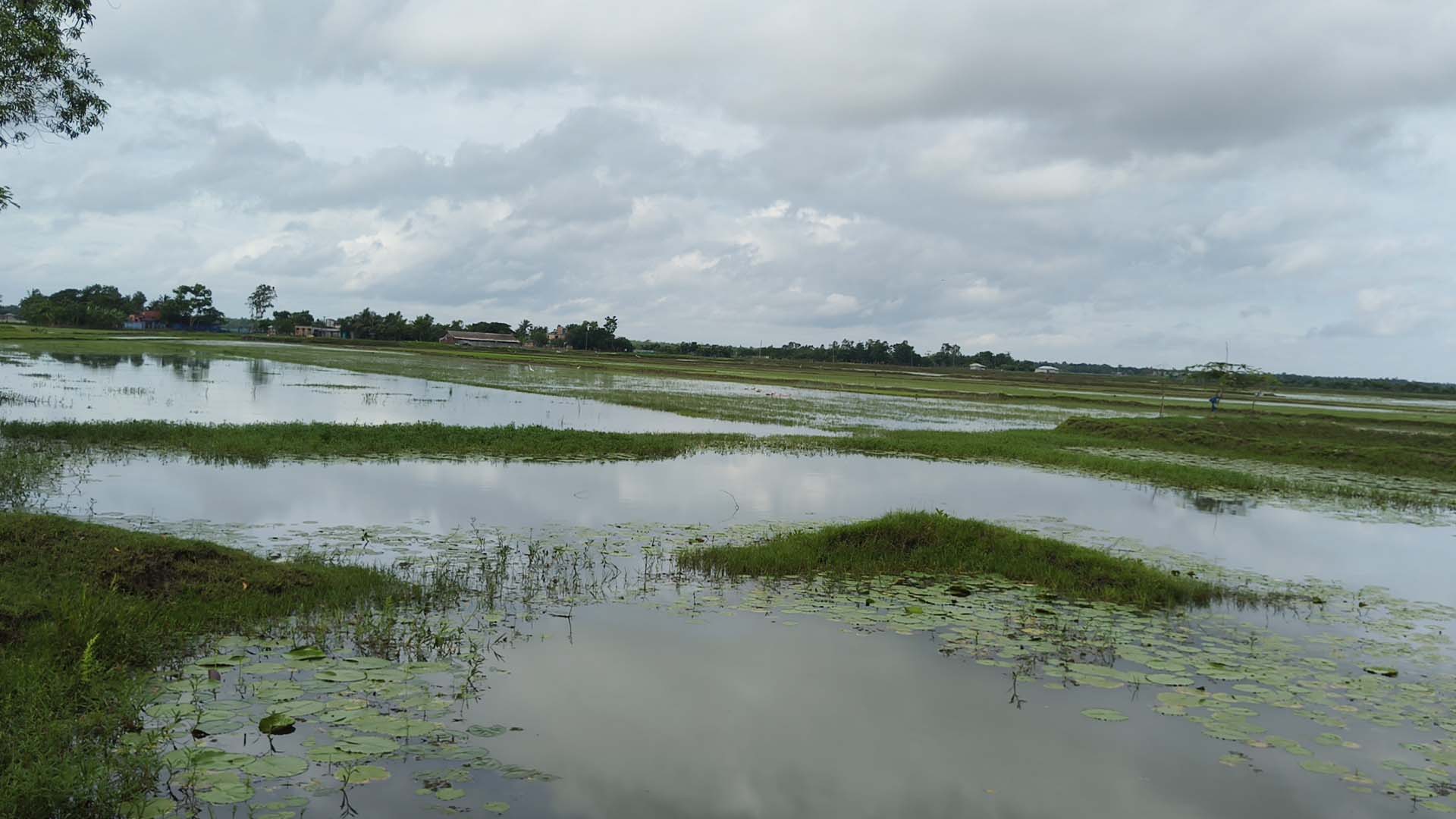 শ্যামনগরে পানি নিষ্কাশনের ব্যবস্থা না থাকায় জলাবদ্ধতা
