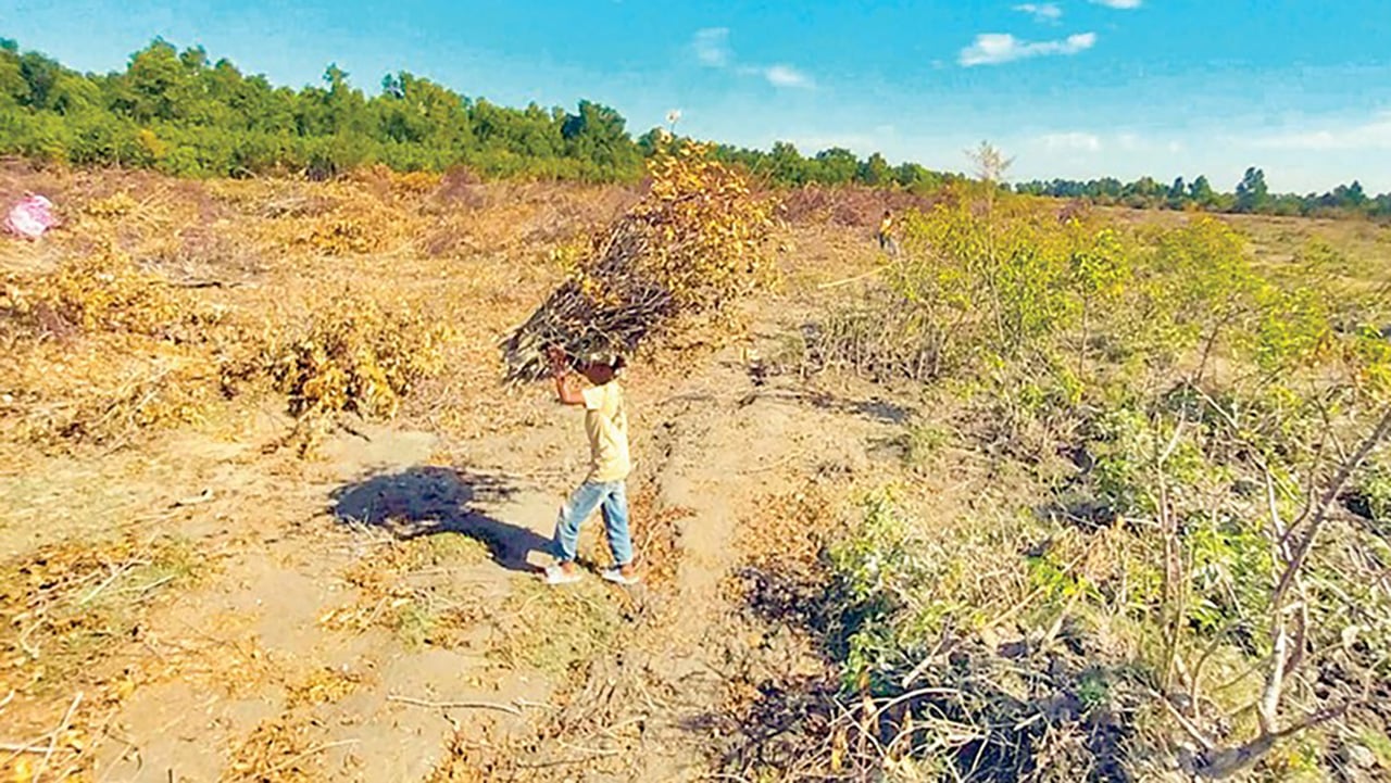 বিএনপি নেতার নেতৃত্বে উজাড় সন্দ্বীপ উপকূলীয় বনাঞ্চল