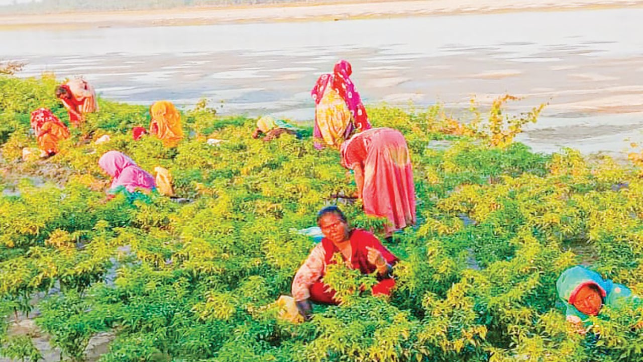 কৃষিতে বিপ্লব ঘটিয়েও বৈষম্যের শিকার যমুনার ১১৭ চরের নারী শ্রমিকরা