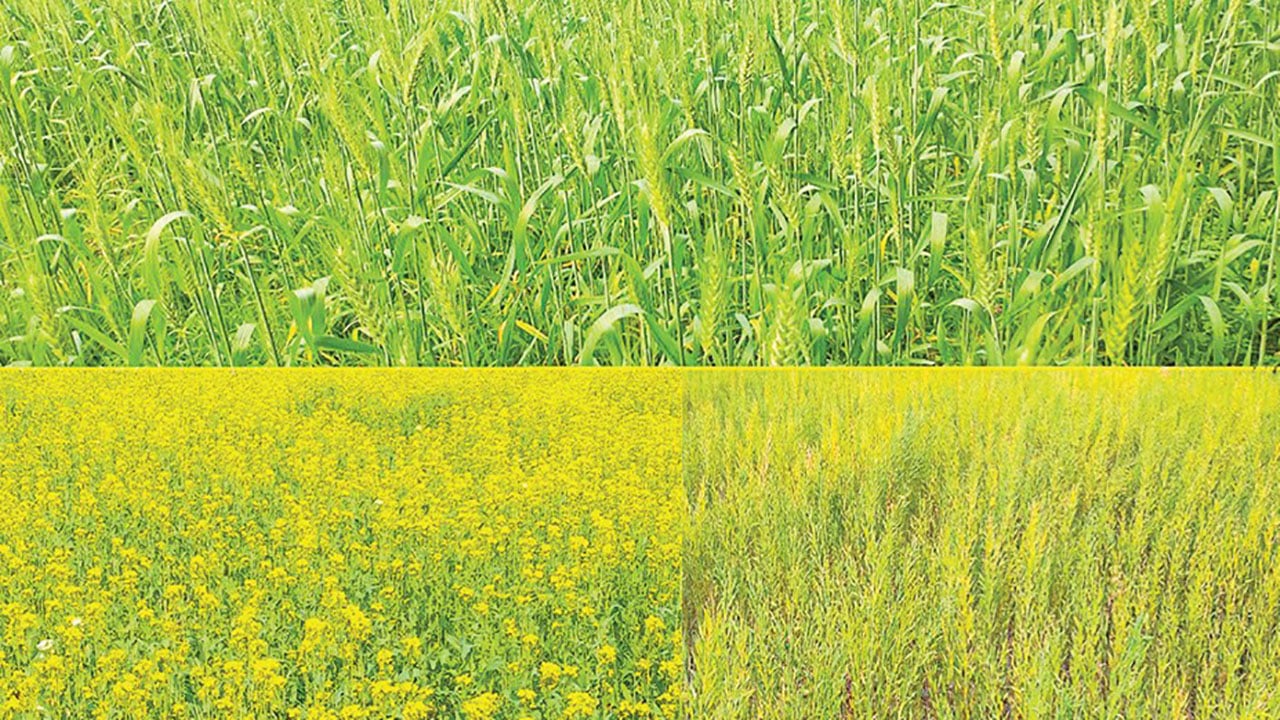 ভান্ডারিয়ায় সরিষা ও গমের বাম্পার ফলন