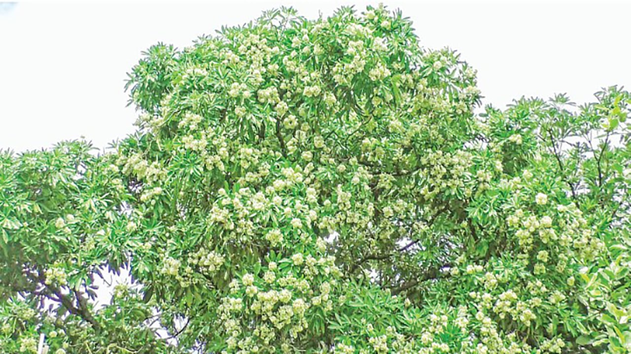 ছাতিম ফুলের মোহনীয় শোভা