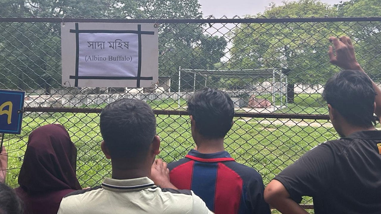 জাতীয় চিড়িয়াখানায় সাদা মহিষ দেখতে দর্শনার্থীদের উপচে পড়া ভিড়