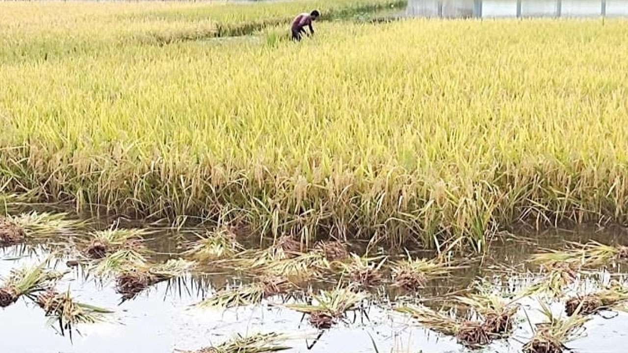 গাইবান্ধায় অতি বর্ষণে বোরো ধান মাড়াই নিয়ে বেকায়দায় কৃষক