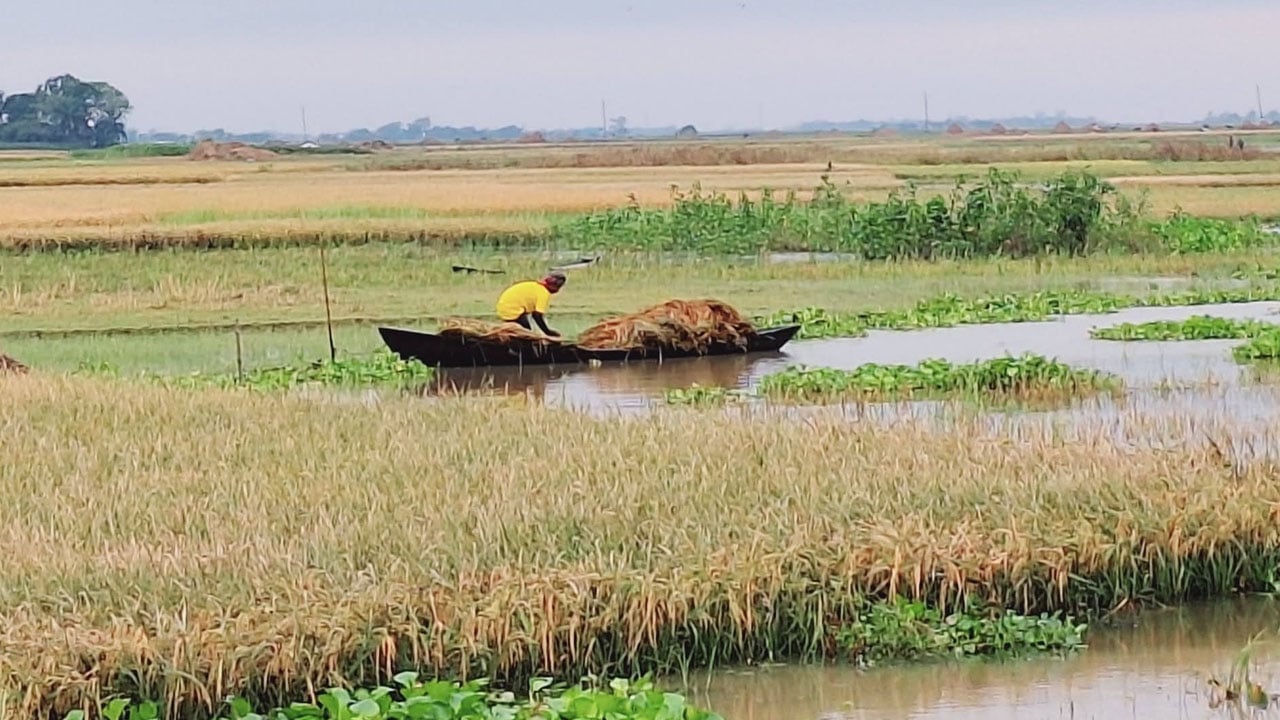 ‘এখন ধানের চিন্তায় রাইতে ঘুম ওয় না’