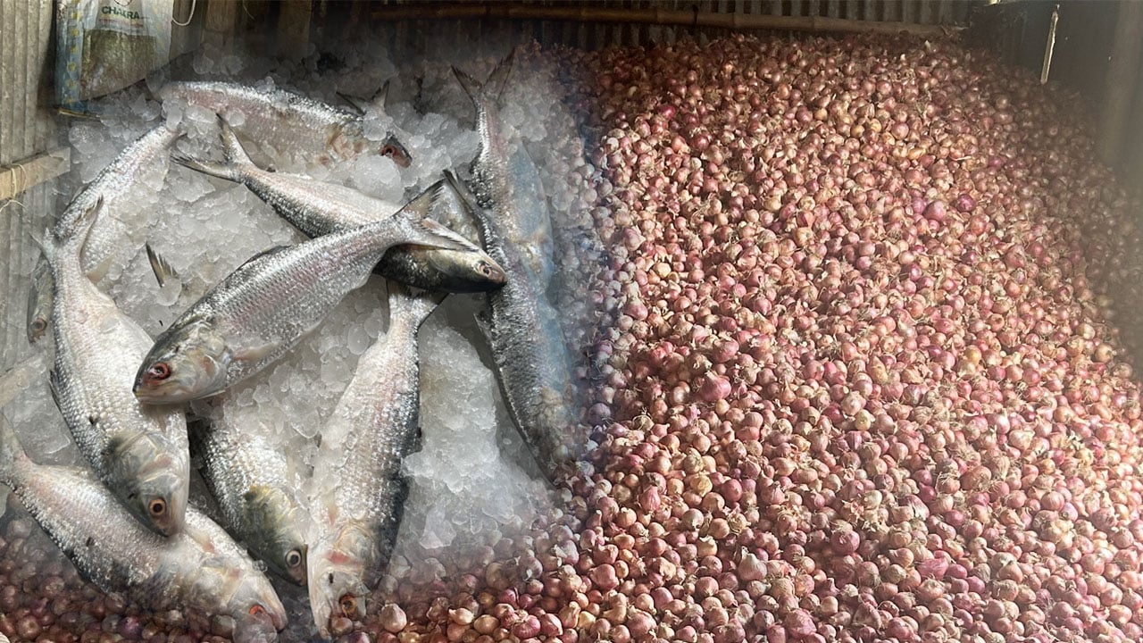 এক মণ পেঁয়াজেও মিলছে না ১ কেজি ইলিশ