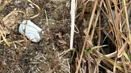 রাস্তার পাশে খেলনা ভেবে ককটেল তুলল কিশোর, মাটিতে ফেলতেই বিস্ফোরণ