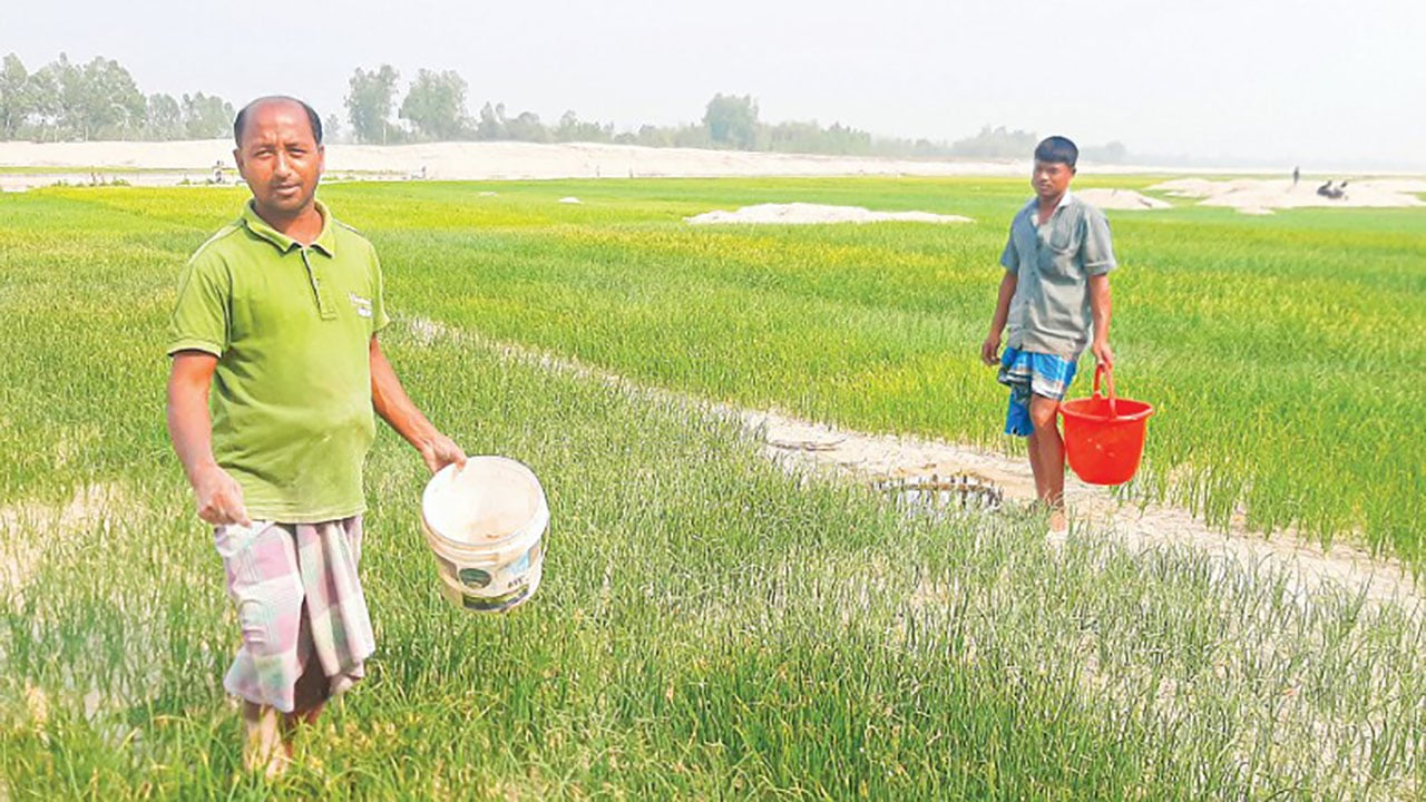 নালিতাবাড়ীতে সারের কৃত্রিম সংকটে দিশাহারা কৃষক